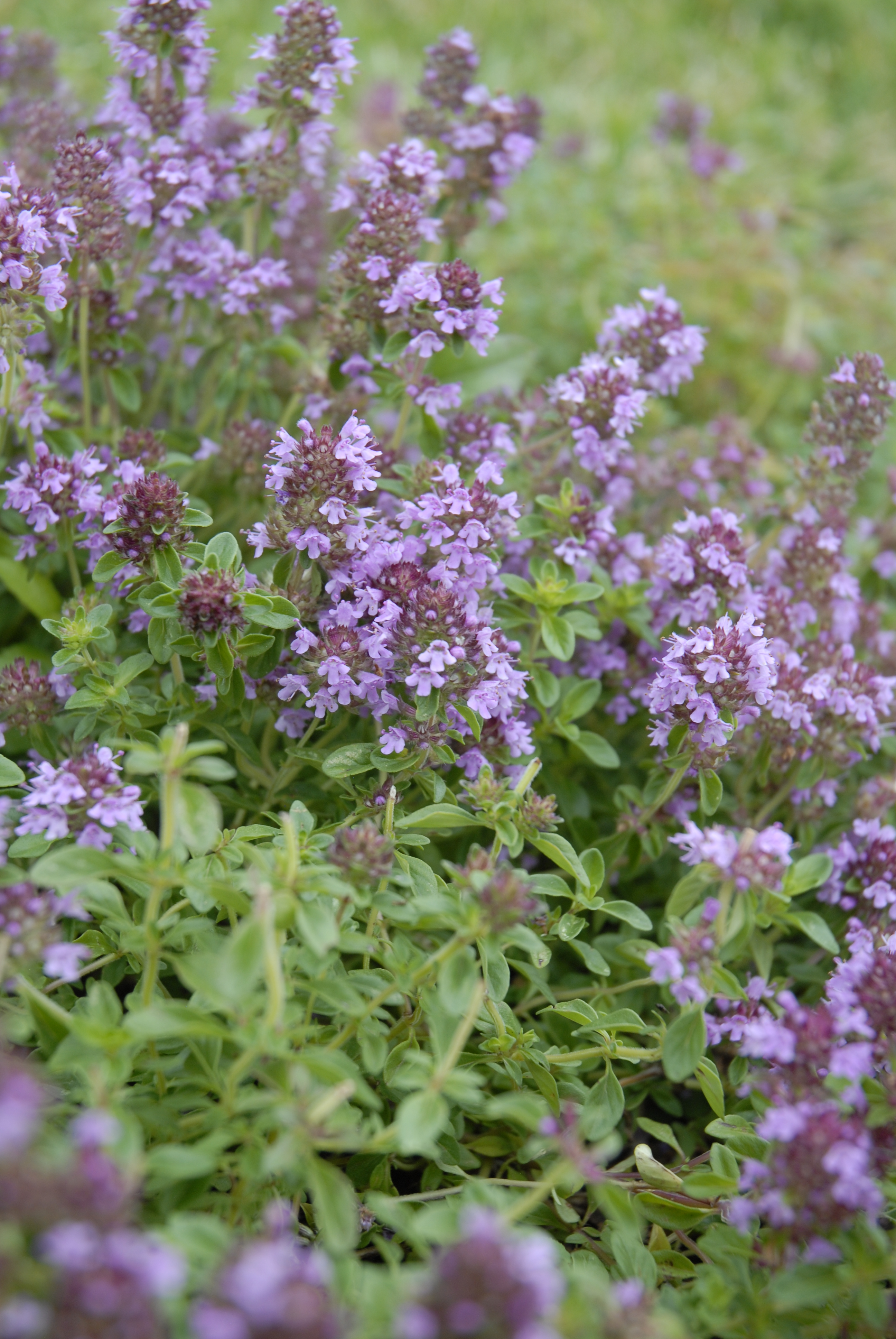 Reiter Creeping Thyme